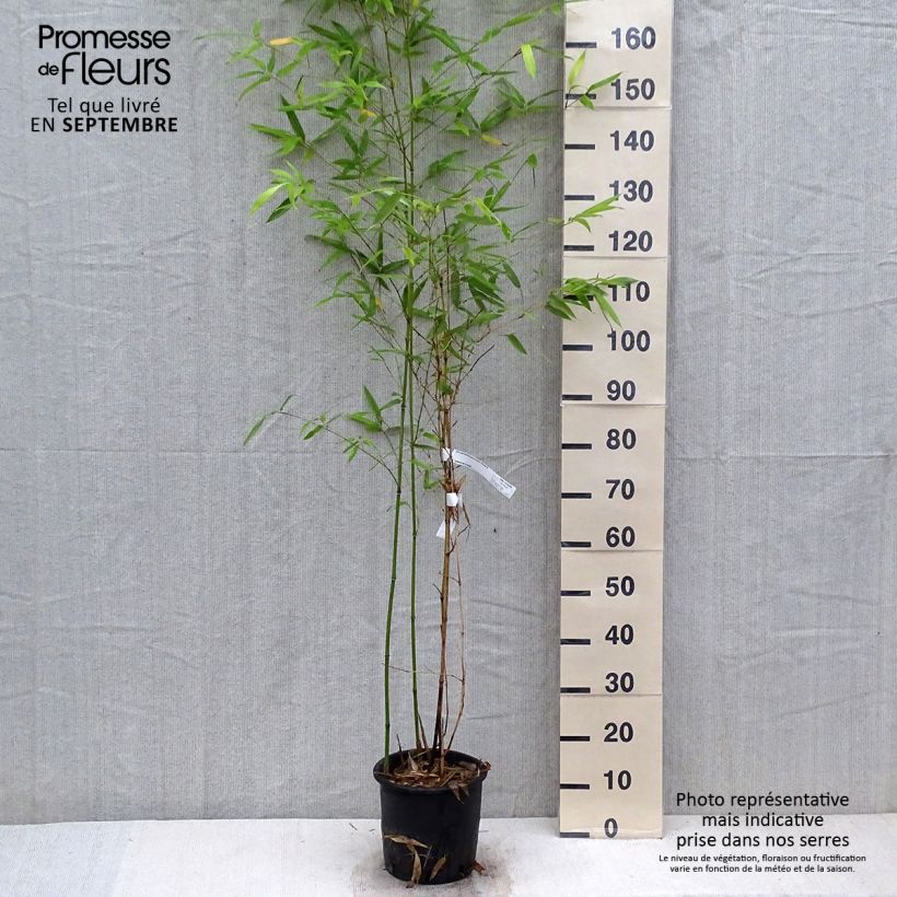 Phyllostachys glauca - Blue Bamboo 4L/5L pot sample as delivered in autumn