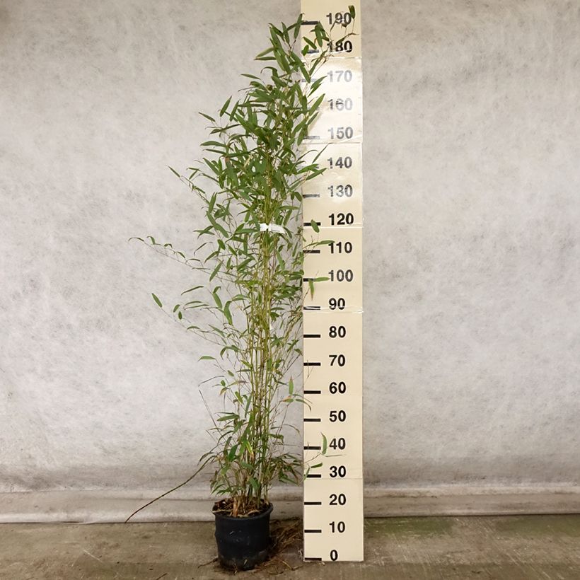 Phyllostachys heteroclada - Giant Bamboo 4L/5L pot sample as delivered in autumn