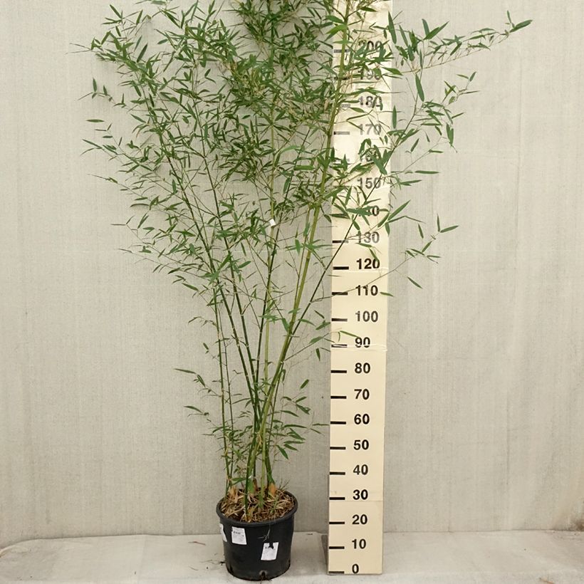Phyllostachys parviflora - Giant Bamboo 7.5L/10L pot sample as delivered in autumn