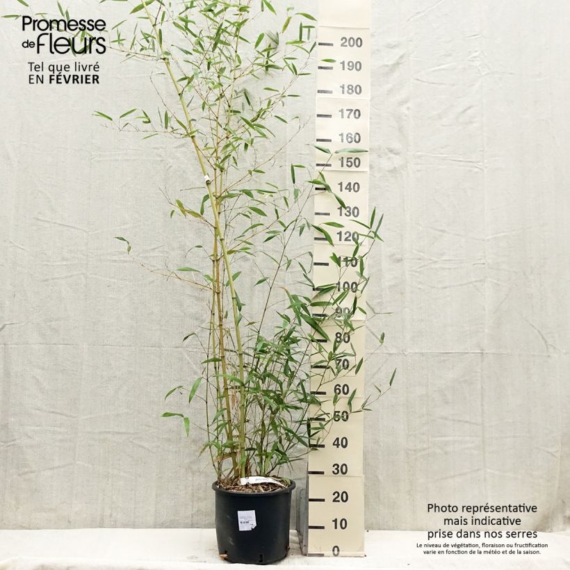 Phyllostachys parviflora - Giant Bamboo 7.5L/10L pot sample as delivered in winter