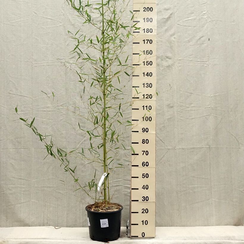 Phyllostachys parviflora - Giant Bamboo 7.5L/10L pot sample as delivered in spring