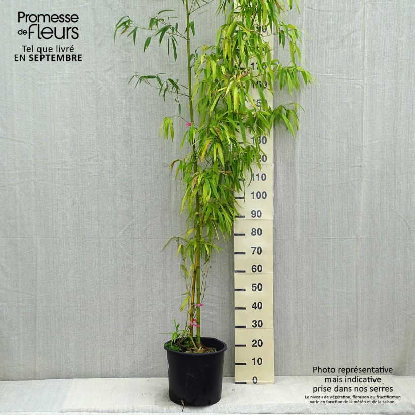Phyllostachys vivax Huangwenzhu - Golden Chinese Timber Bamboo 7.5L/10L pot sample as delivered in autumn