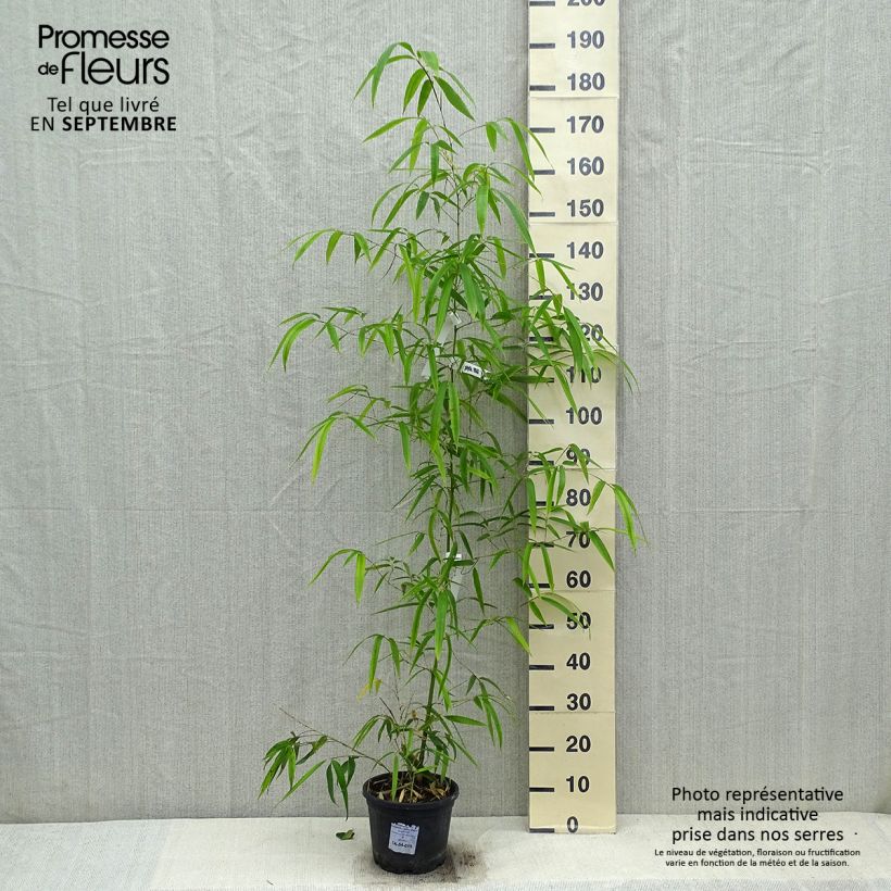 Phyllostachys vivax Huangwenzhu - Golden Chinese Timber Bamboo 4L/5L pot sample as delivered in autumn