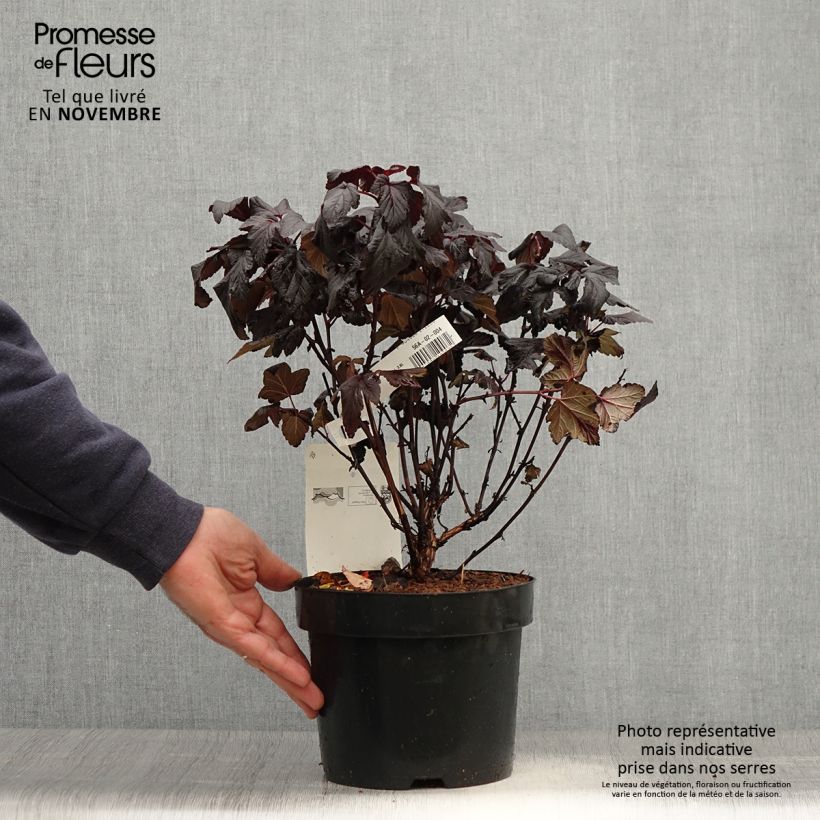 Physocarpus opulifolius Rubella - Ninebark 2L/3L pot sample as delivered in autumn