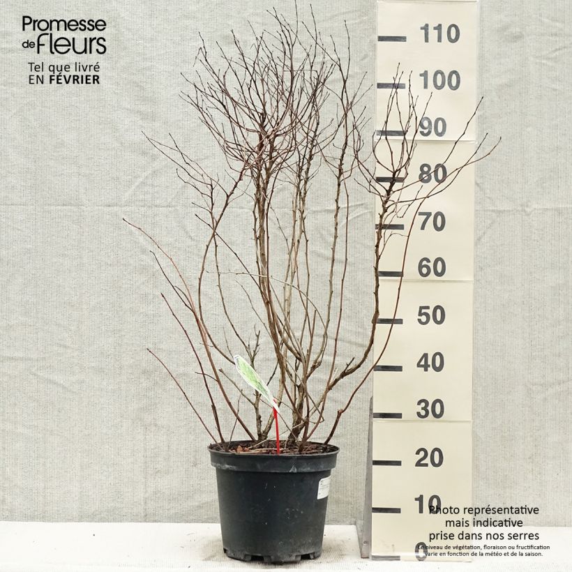 Physocarpus opulifolius Darts Gold - Ninebark 6L/7L pot sample as delivered in winter