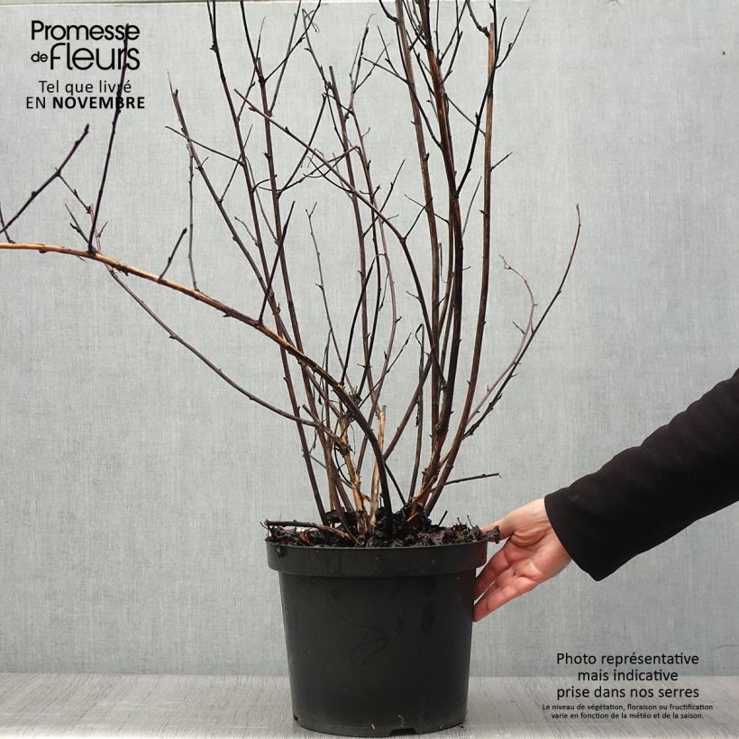 Physocarpus opulifolius Midnight - Ninebark 7.5L/10L pot sample as delivered in autumn