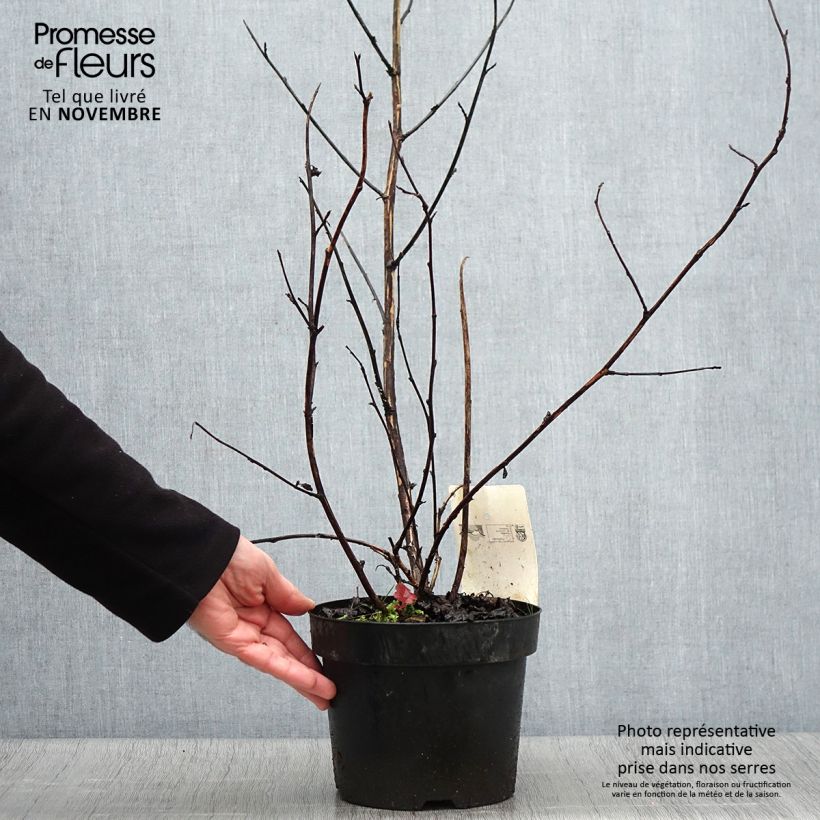 Physocarpus opulifolius Midnight - Ninebark 3L/4L pot sample as delivered in autumn