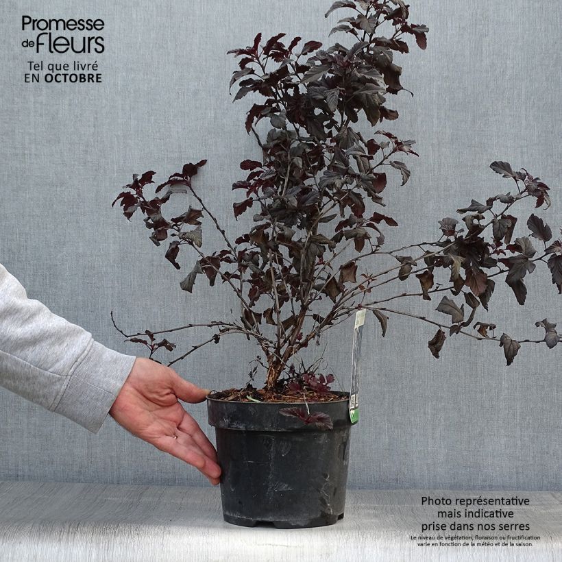 Physocarpus opulifolius All Black - Ninebark 3L/4L pot sample as delivered in autumn