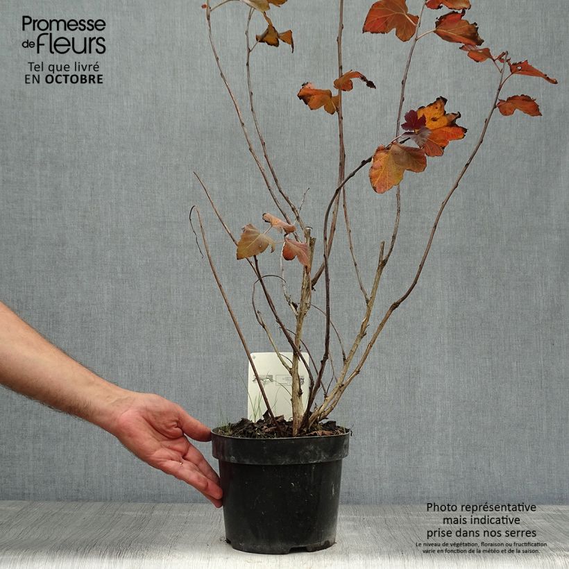 Physocarpus opulifolius Amber Jubilee - Ninebark 3L/4L pot sample as delivered in autumn