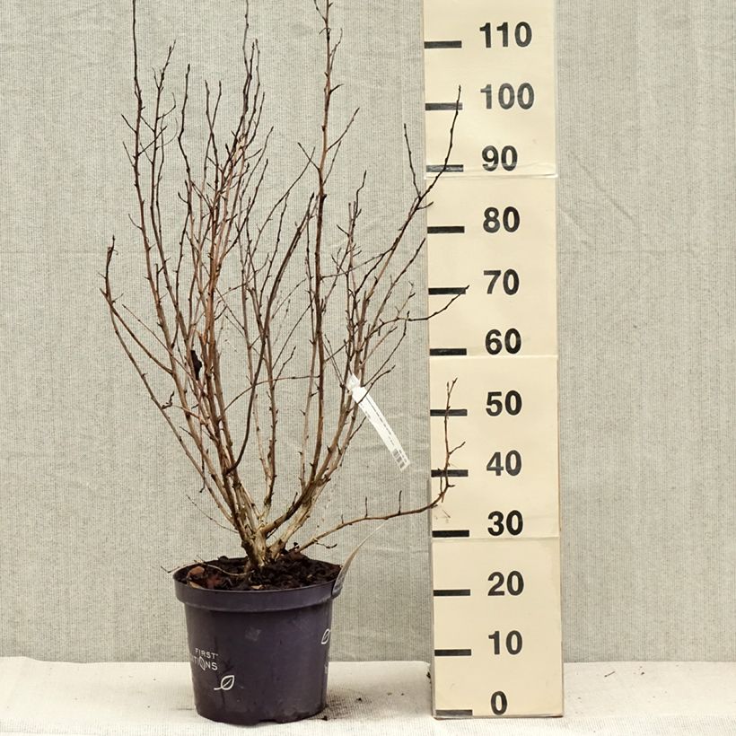 Physocarpus opulifolius Amber Jubilee - Ninebark 7.5L/10L pot sample as delivered in autumn