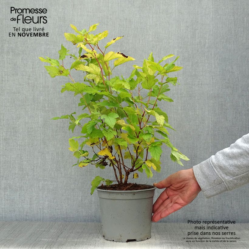 Physocarpus opulifolius Angel Gold 3L/4L pot sample as delivered in autumn