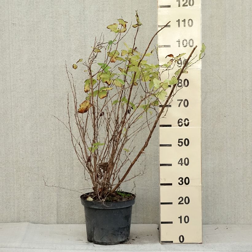 Physocarpus opulifolius Angel Gold 7.5L/10L pot sample as delivered in autumn