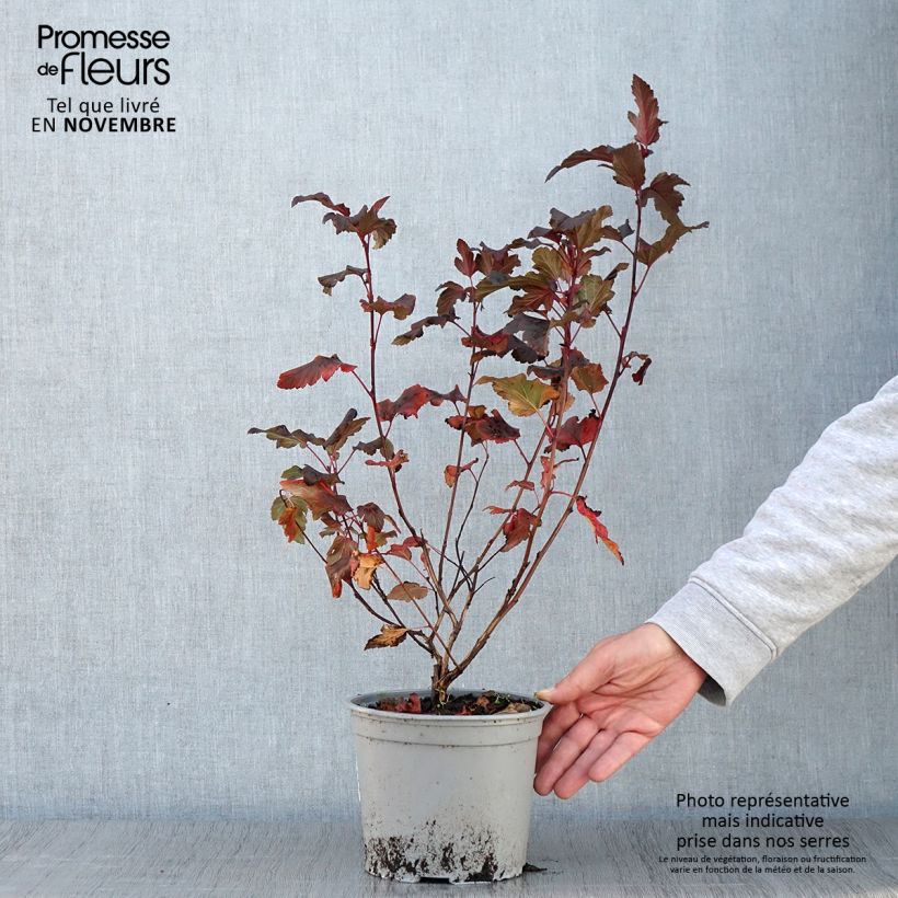 Physocarpus opulifolius Diable D'Or - Ninebark 3L/4L pot sample as delivered in autumn