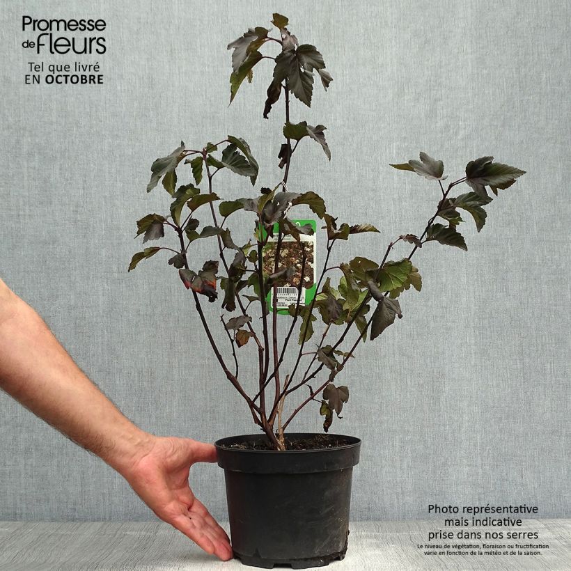 Physocarpus opulifolius Diabolo - Ninebark 3L/4L pot sample as delivered in autumn