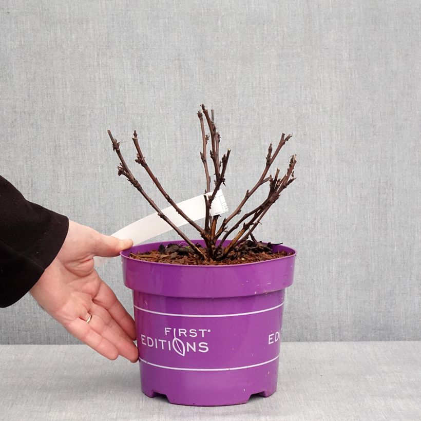 Physocarpus opulifolius Fireside 'UMN Harpell' First Editions® - Ninebark 3L/4L pot sample as delivered in winter