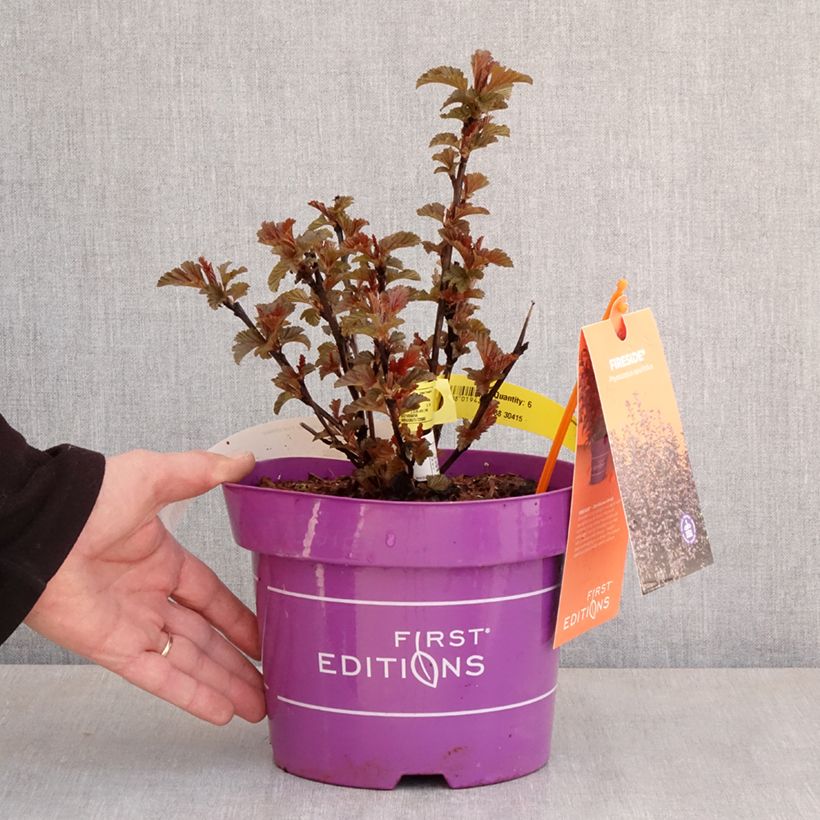Physocarpus opulifolius Fireside 'UMN Harpell' First Editions® - Ninebark 3L/4L pot sample as delivered in spring