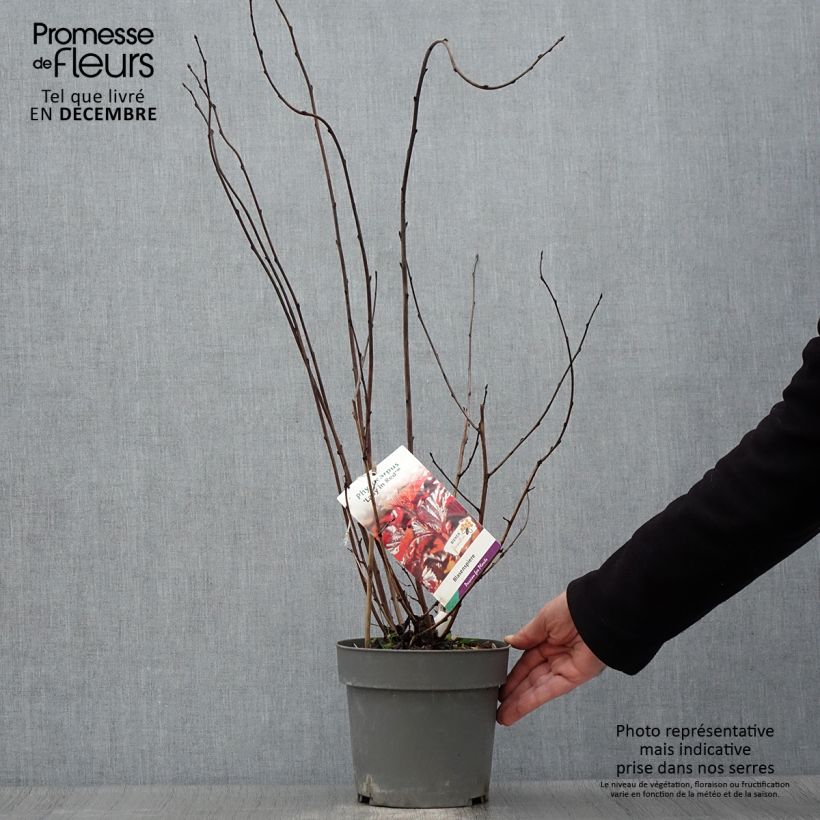 Physocarpus opulifolius Lady in Red - Ninebark 3L/4L pot sample as delivered in autumn