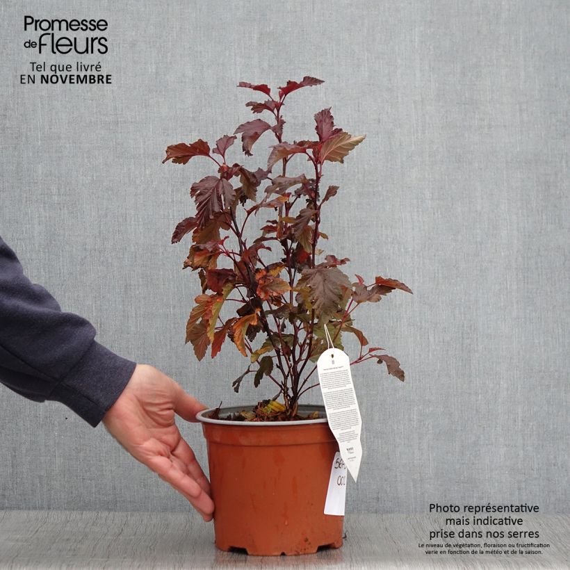Physocarpus opulifolius Little Angel - Ninebark 2L/3L pot sample as delivered in autumn