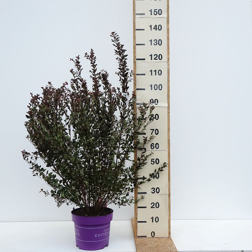 Physocarpus opulifolius Little Devil - Ninebark 7.5L/10L pot sample as delivered in autumn