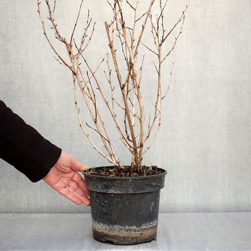 Physocarpus opulifolius 'LP2' LITTLE LEENA - Ninebark 4L/5L pot sample as delivered in winter