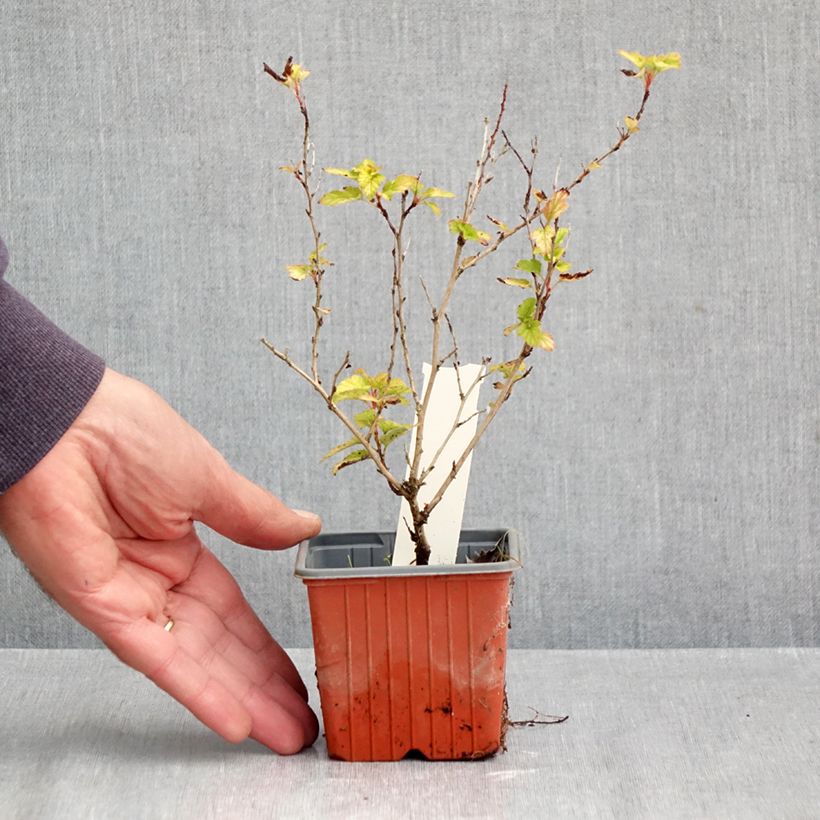 Physocarpus opulifolius Lucky Devil 8/9 cm pot sample as delivered in autumn