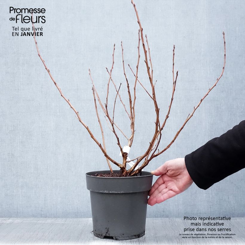 Physocarpus opulifolius Magic Ball - Ninebark 3L/4L pot sample as delivered in winter