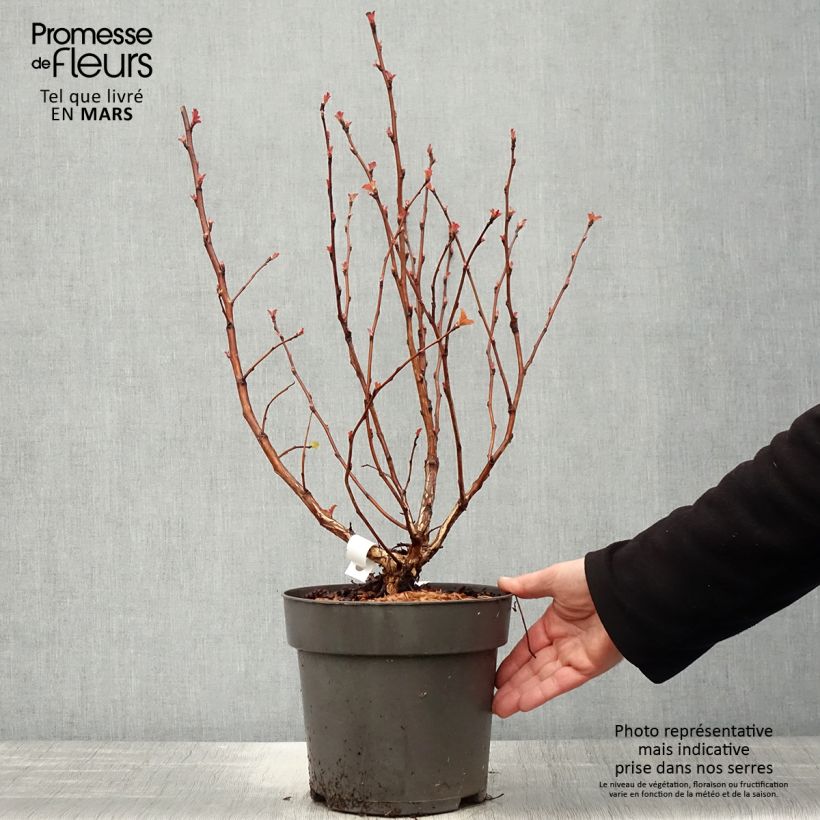 Physocarpus opulifolius Magic Ball - Ninebark 3L/4L pot sample as delivered in spring
