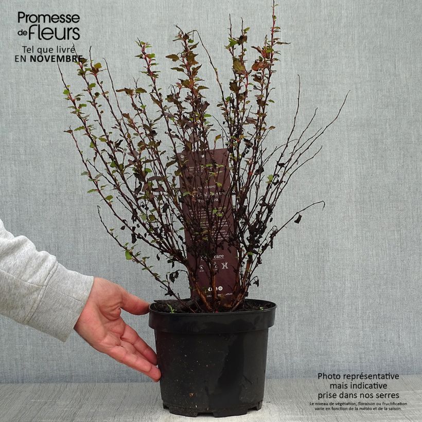 Physocarpus opulifolius Magical Sweet Cherry Tea - Ninebark 3L/4L pot sample as delivered in autumn