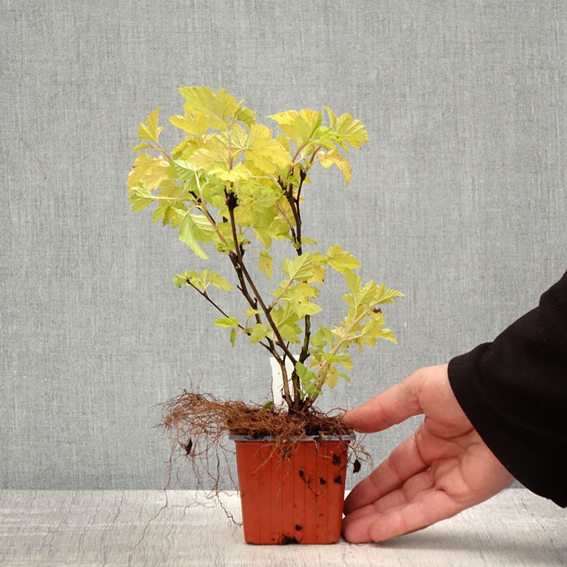 Physocarpus opulifolius Nugget 8/9 cm pot sample as delivered in spring