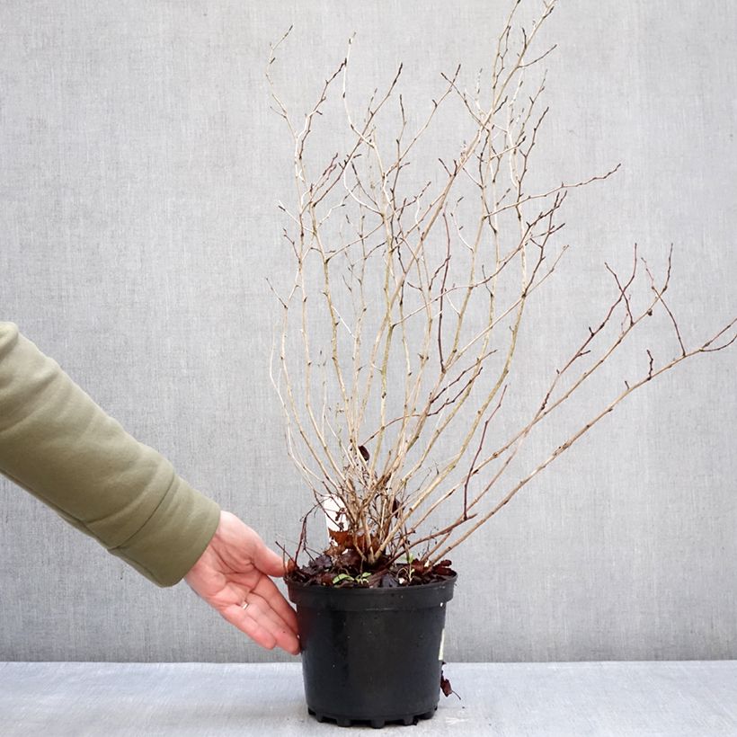 Physocarpus opulifolius Nugget 3L/4L pot sample as delivered in winter