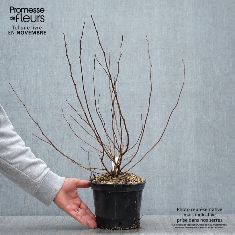 Physocarpus opulifolius Nugget 3L/4L pot sample as delivered in autumn