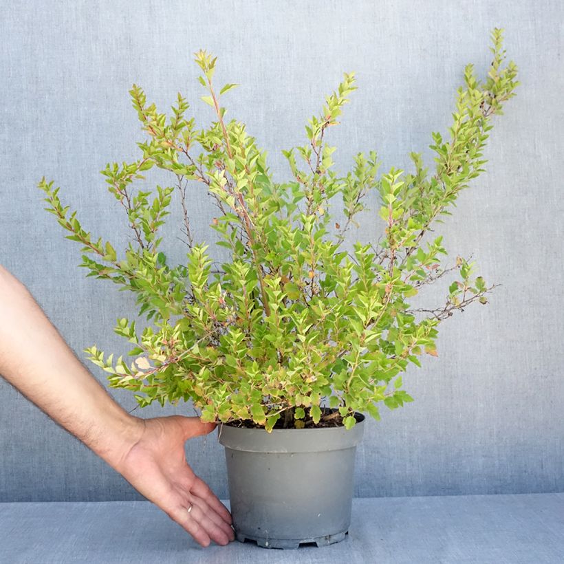 Physocarpus opulifolius Raspberry Lemonade - Ninebark 3L/4L pot sample as delivered in summer