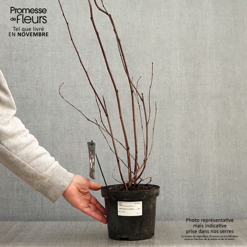 Physocarpus opulifolius Red Baron - Ninebark 2L/3L pot sample as delivered in autumn