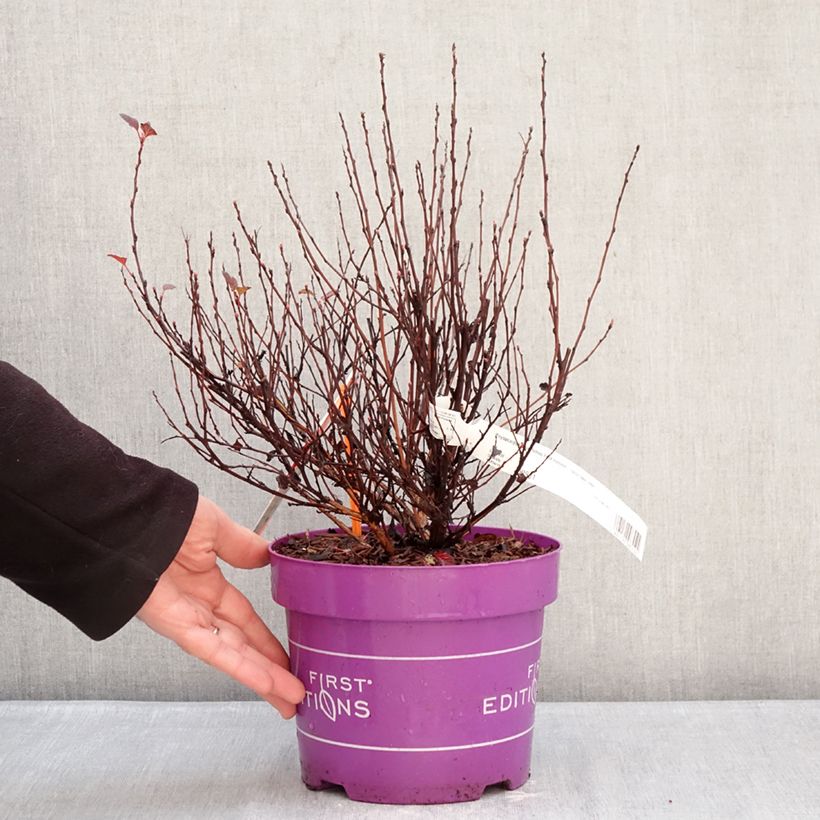 Physocarpus opulifolius ‘ZLENatalie’ Spicy Devil®  - Physcocarpe à feuilles d'obier Spicy Devil 3L/4L pot sample as delivered in winter