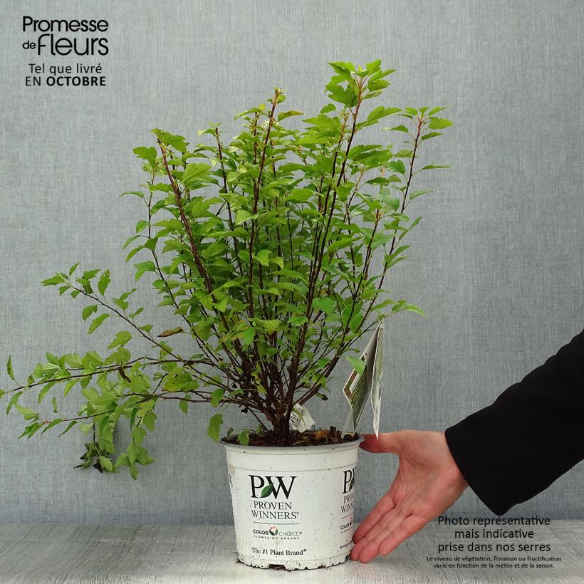 Physocarpus opulifolius Tiny Wine Gold - Ninebark 2L/3L pot sample as delivered in autumn