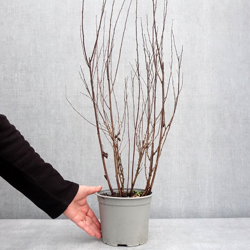 Physocarpus opulifolius Tiny Wine - Ninebark 3L/4L pot sample as delivered in winter