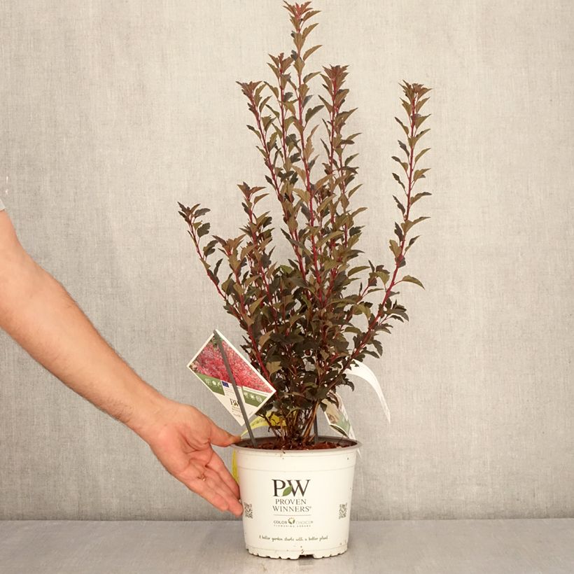 Physocarpus opulifolius Tiny Wine - Proven Winners - Ninebark 3L/4L pot sample as delivered in summer