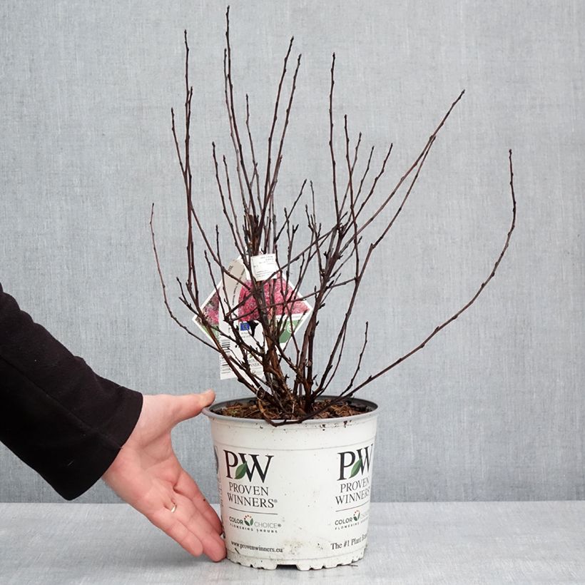 Physocarpus opulifolius Tiny Wine - Proven Winners - Ninebark 3L/4L pot sample as delivered in winter