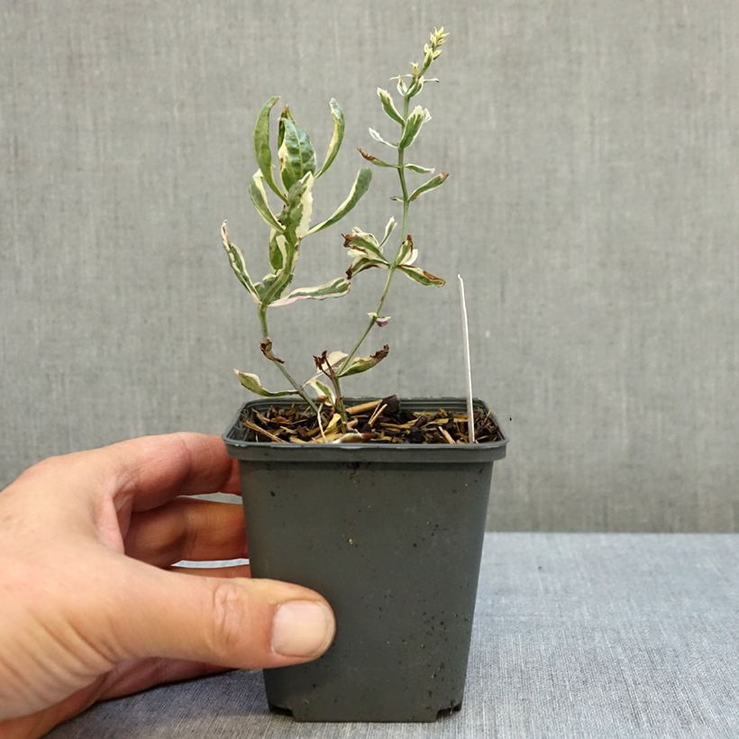 Physostegia virginiana Variegata - Obedient Plant 8/9 cm pot sample as delivered in autumn