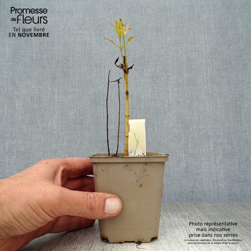 Physostegia virginiana Vivid - Obedient Plant 8/9 cm pot sample as delivered in autumn
