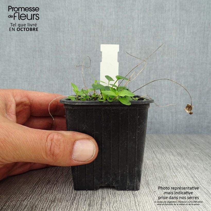 Phyteuma scheuchzeri 8/9 cm pot sample as delivered in autumn