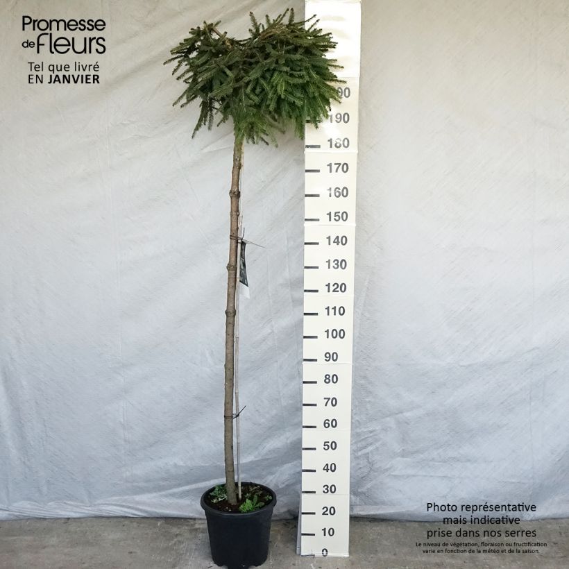 Picea abies Frohburg - Norway Spruce 20L/25L pot sample as delivered in winter
