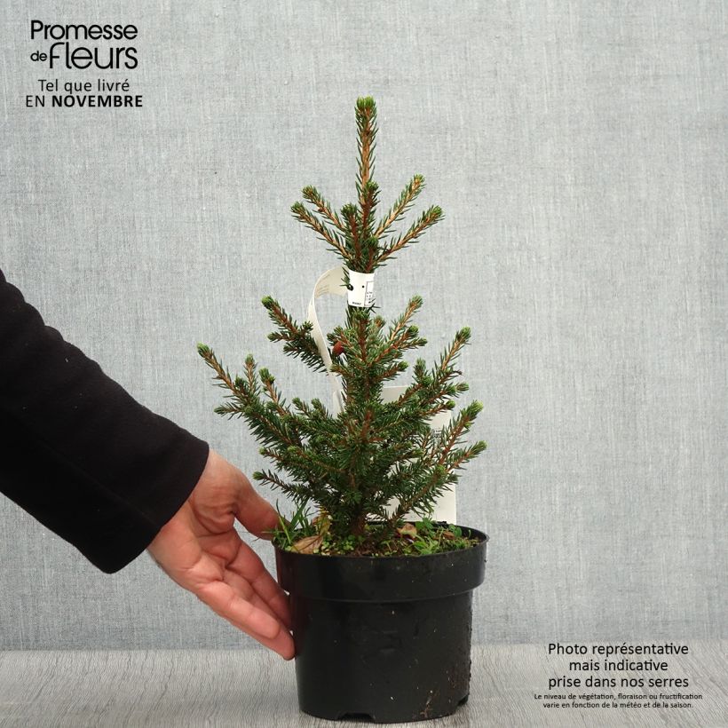 Picea abies Will's Zwerg 2L/3L pot sample as delivered in autumn