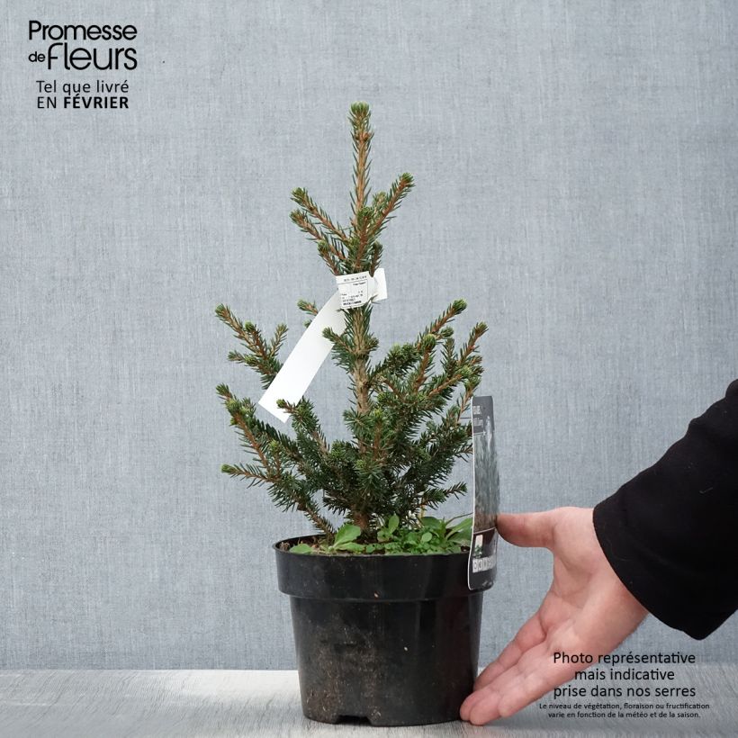 Picea abies Will's Zwerg 2L/3L pot sample as delivered in winter