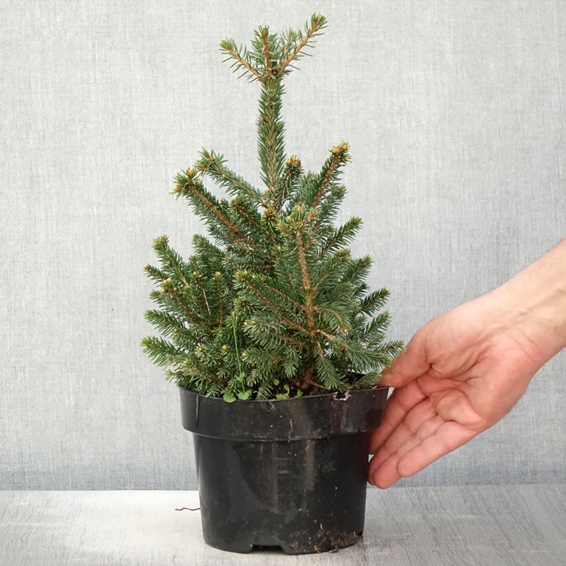 Picea abies Will's Zwerg 2L/3L pot sample as delivered in spring