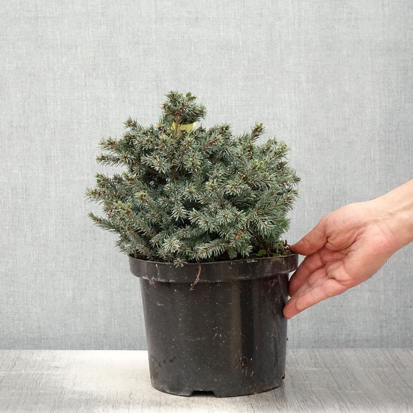 Picea glauca Echiniformis Echt - White Spruce 4L/5L pot sample as delivered in spring