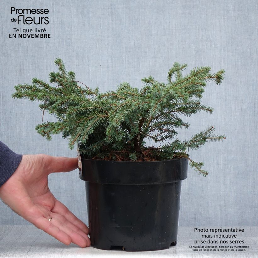 Picea mariana Nana - Black Spruce 2L/3L pot sample as delivered in autumn