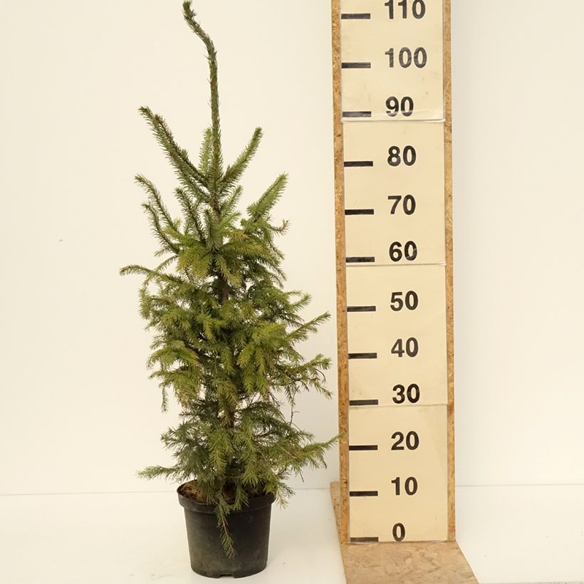 Picea omorika - Serbian Spruce 3L/4L pot sample as delivered in spring