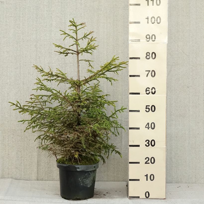 Picea orientalis Aureospicata - Caucasian Spruce 7.5L/10L pot sample as delivered in autumn