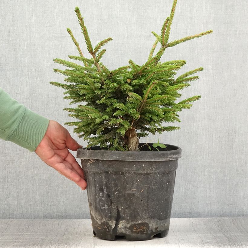 Picea orientalis Barnes - Caucasian Spruce 3L/4L pot sample as delivered in summer